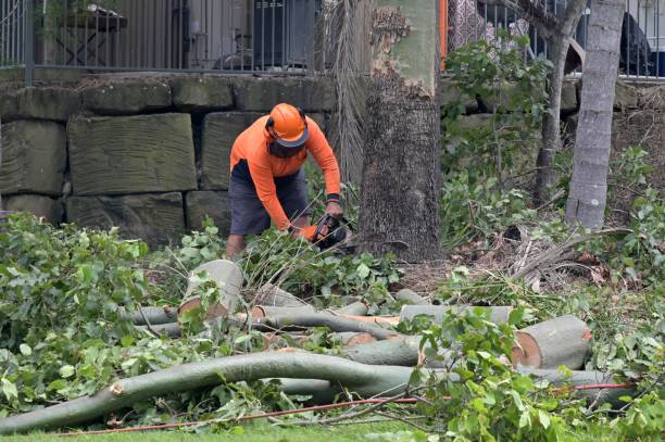 Best Tree Preservation Services  in Seal Beach, CA